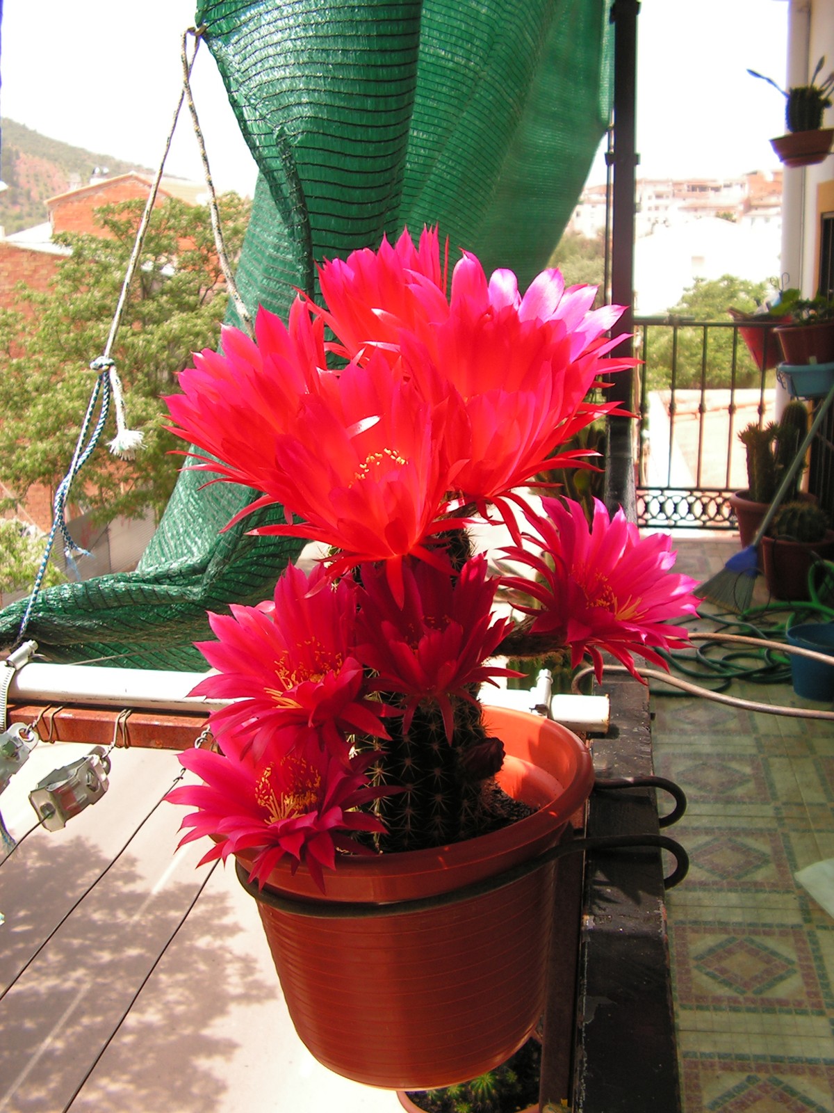 mis_cactus06_30_.jpg