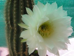 mis_cactus06_51_.jpg