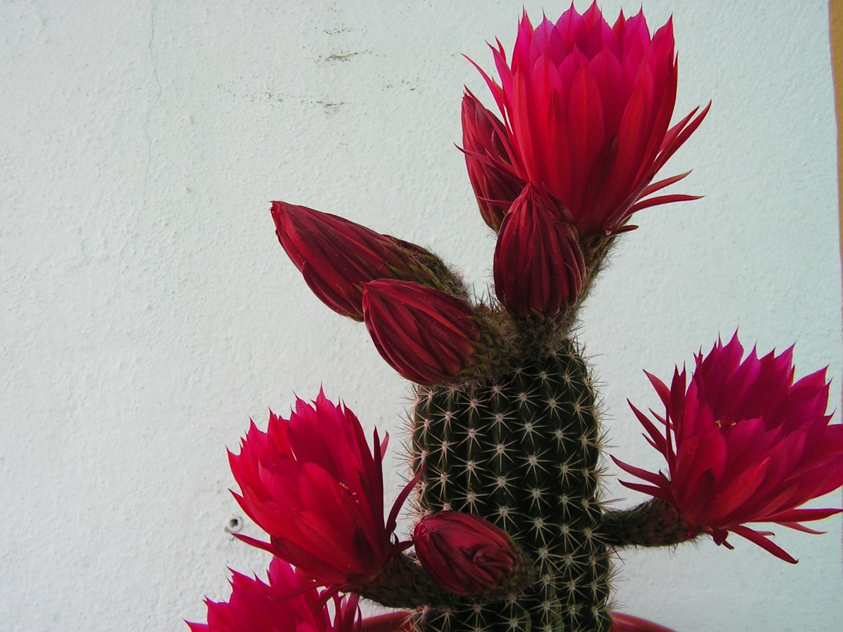 mis_cactus06_72_.jpg