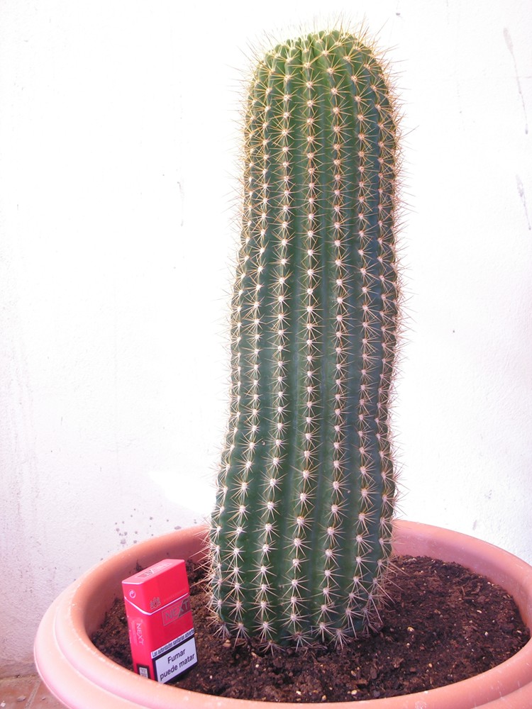 mis_cactus06_83_.jpg