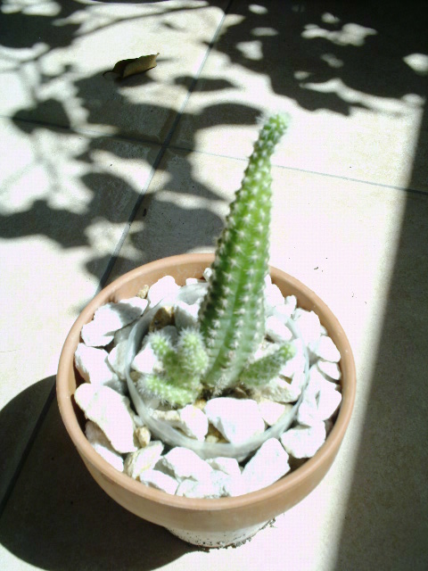 mis_cactus_010.jpg