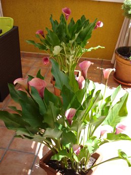 mis_calas_foto_1_258x345.JPG