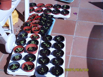 mis_plantitas.jpg