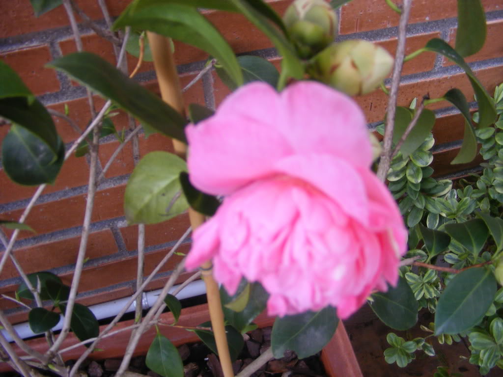 MISCAMELIAS001.jpg