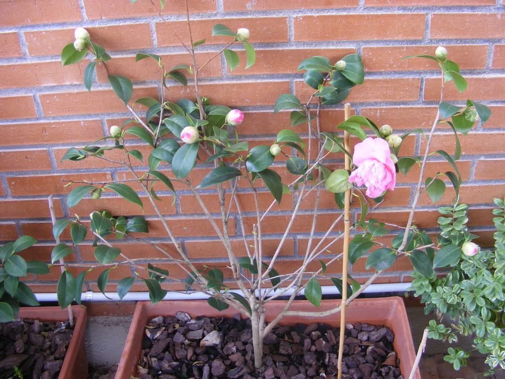 MISCAMELIAS003.jpg