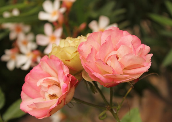 misrosas9.jpg