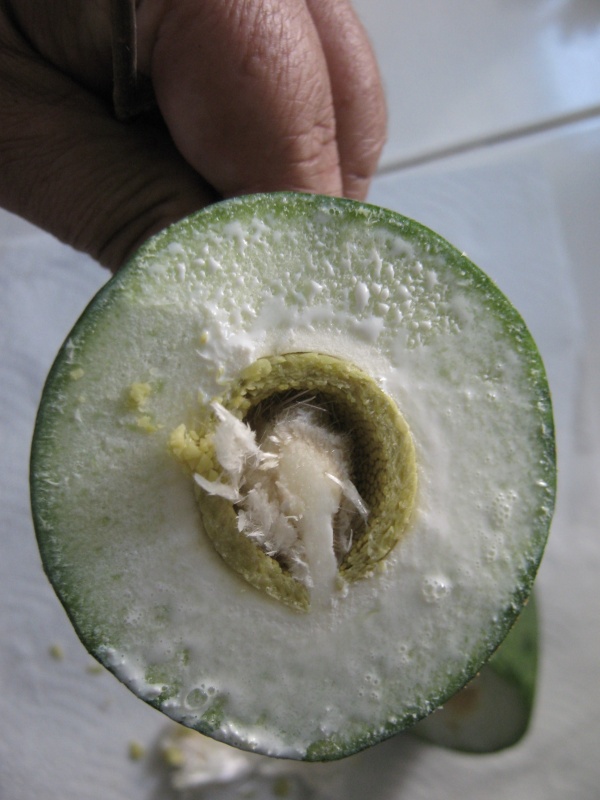 misterio-fruto4.jpg