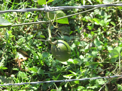 misterio-fruto5.jpg