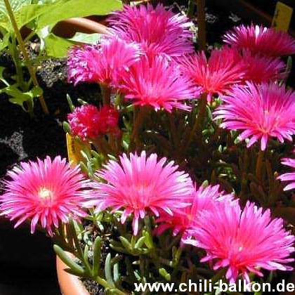 mittagsblume.jpg