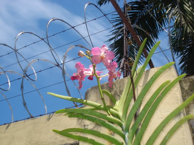 miviajealsalvador032.jpg