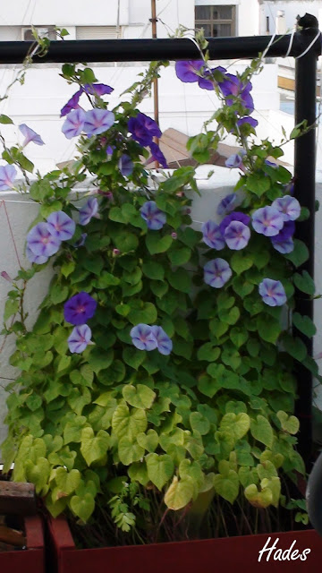 mix%2520ipomeas.jpg