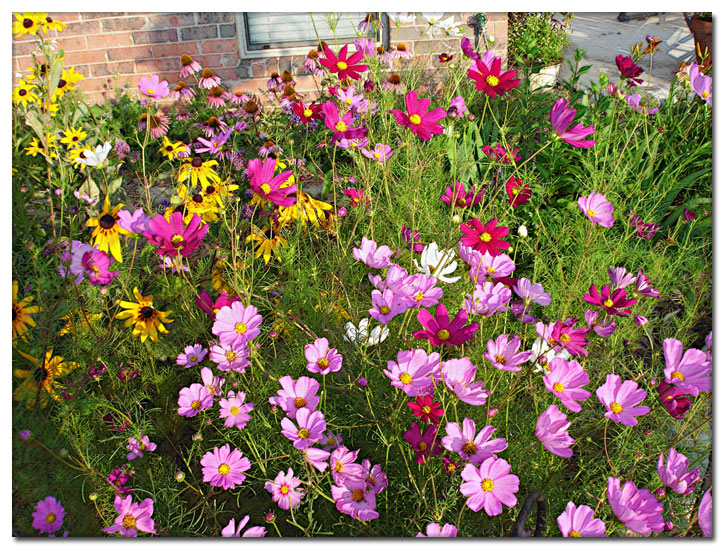 MixBackGarden_June29.jpg