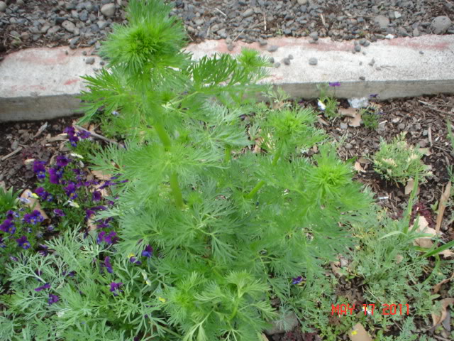 mixtureofflowers025.jpg