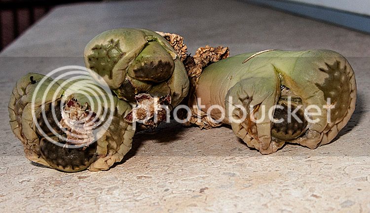 ml_00427_zpsuurcy12h.jpg