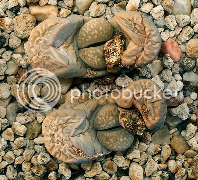 ml_01720_zpsj1g0irws.jpg