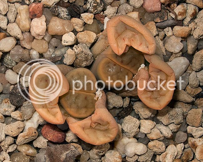 ml_03411_zpsdyhydu75.jpg