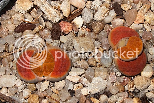 ml_08604_zpspgj9pmet.jpg