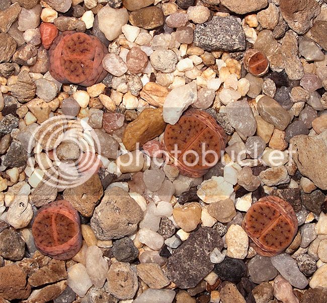 ml_09404_zpsx09saz1l.jpg