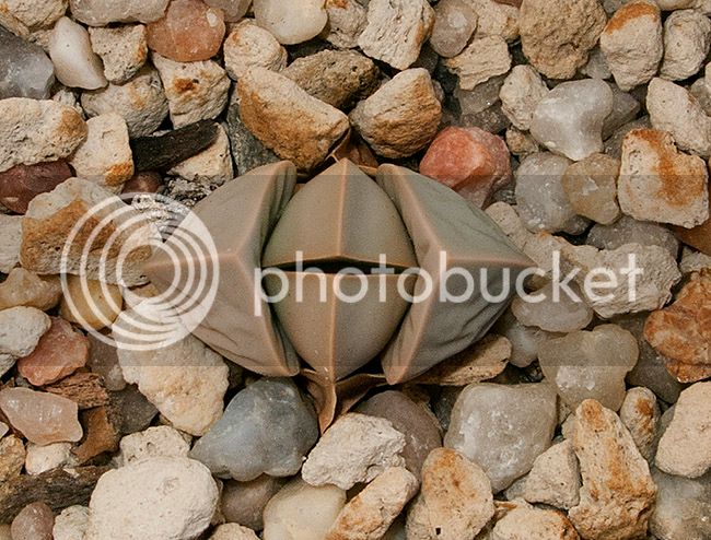 ml_09504_zpsdlhti1fs.jpg