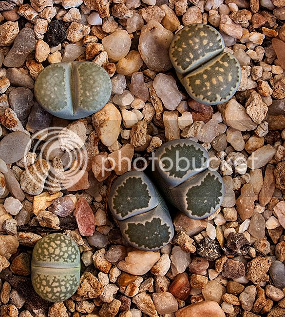 ml_10307_zpsejzktz5v.jpg