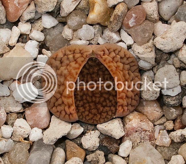 ml_10404_zpszktunz0d.jpg