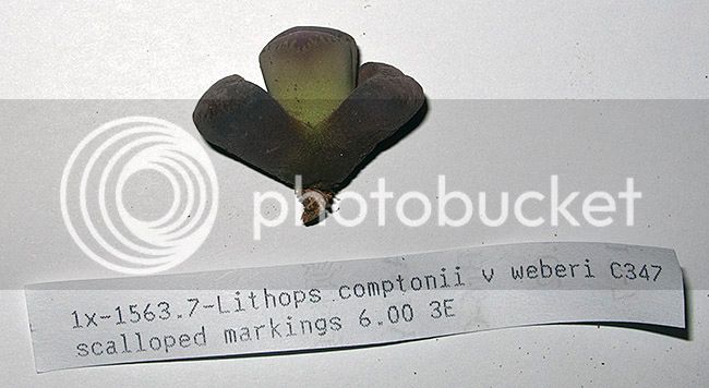 ml_10801_zps5q17c3hl.jpg