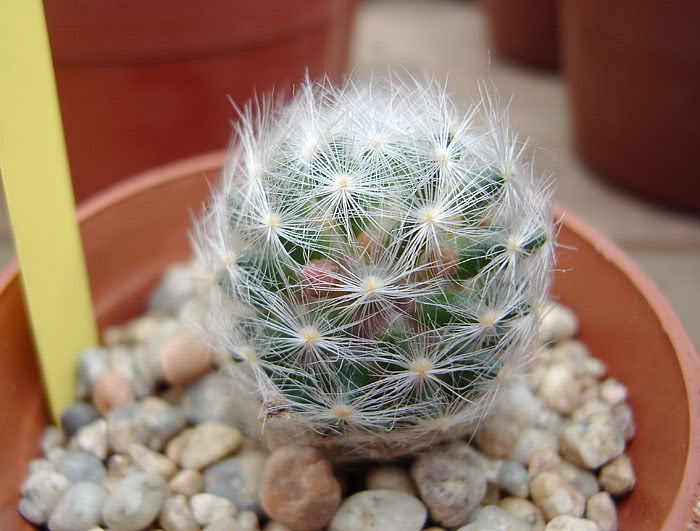 Mlauidasyacantha.jpg