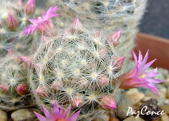 Mlauidasyacantha1b.jpg