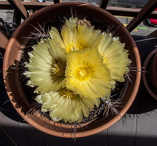 mlo_00329.jpg