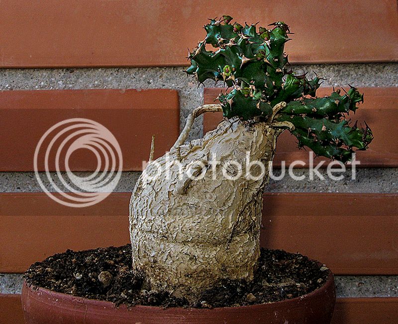mlo_00502_zpsznta41sw.jpg
