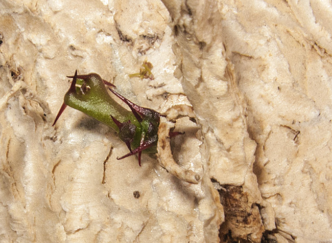 mlo_00510.jpg