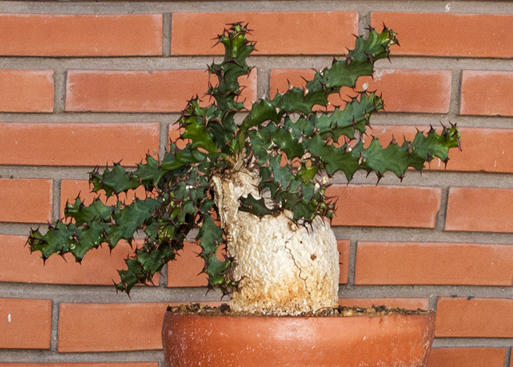 mlo_00511.jpg