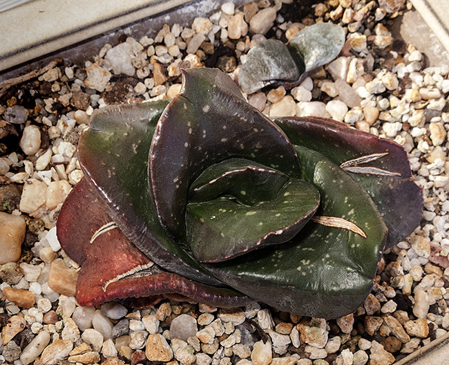mlo_00601.jpg