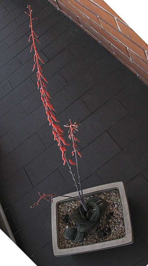 mlo_00604.jpg
