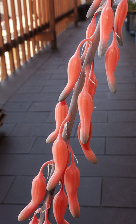 mlo_00605.jpg