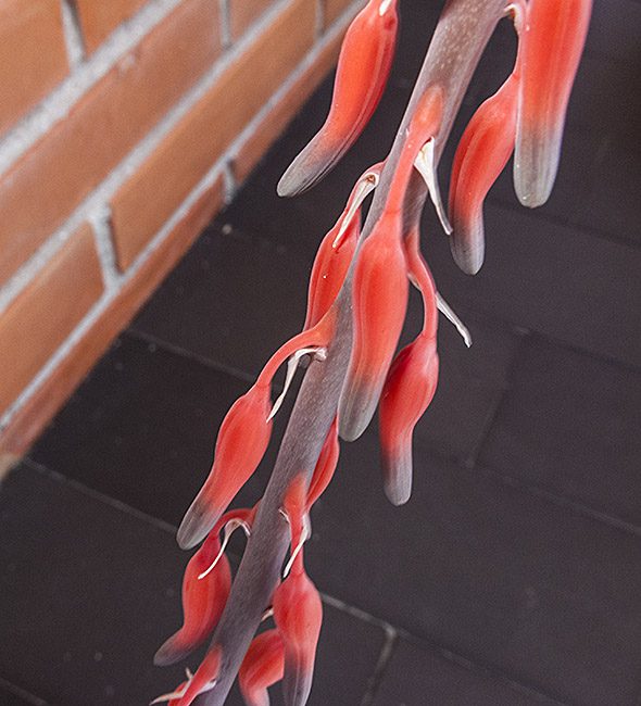 mlo_00606.jpg