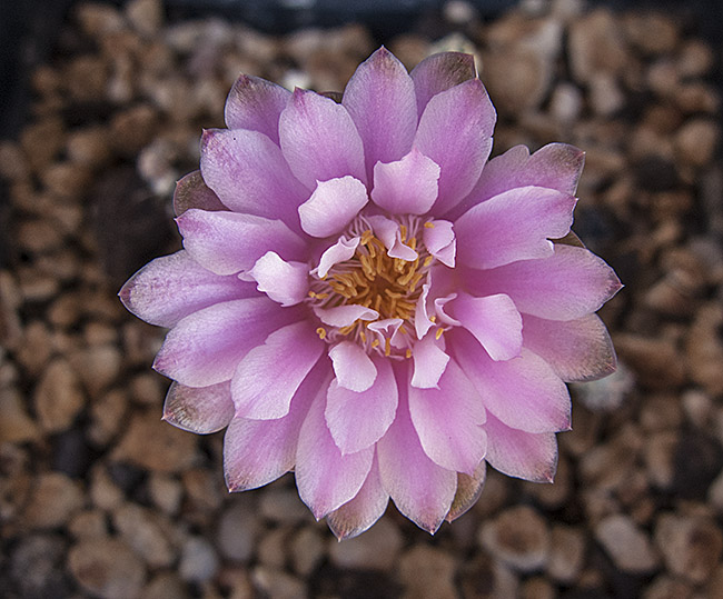 mlo_00704.jpg