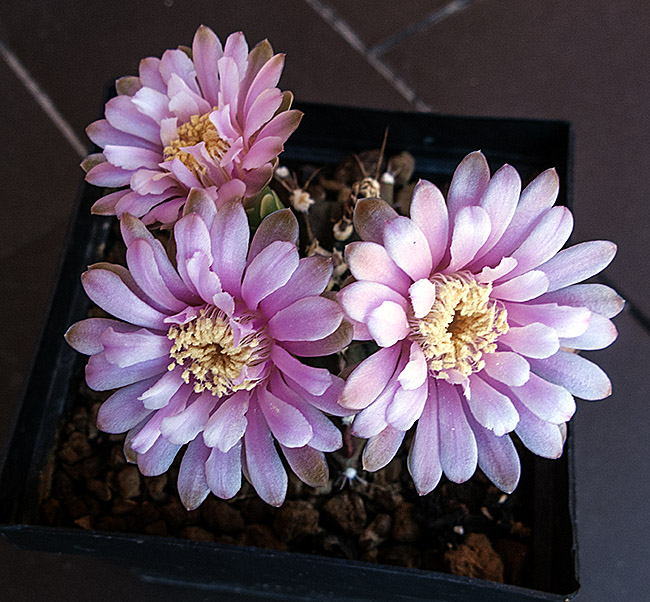 mlo_00715.jpg