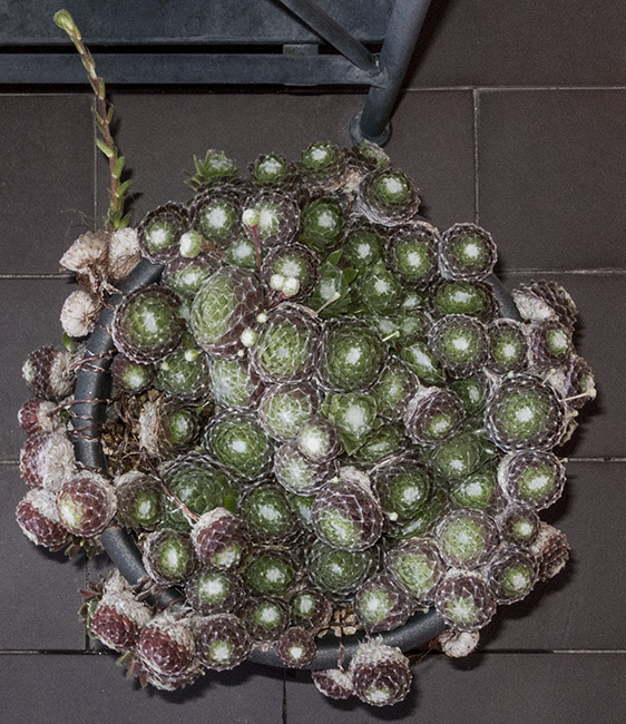 mlo_01004.jpg