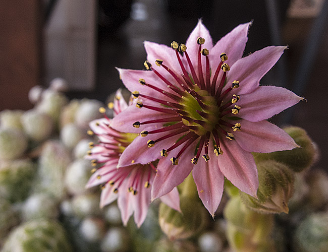 mlo_01006.jpg