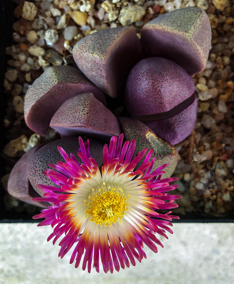 mlo_01108.jpg