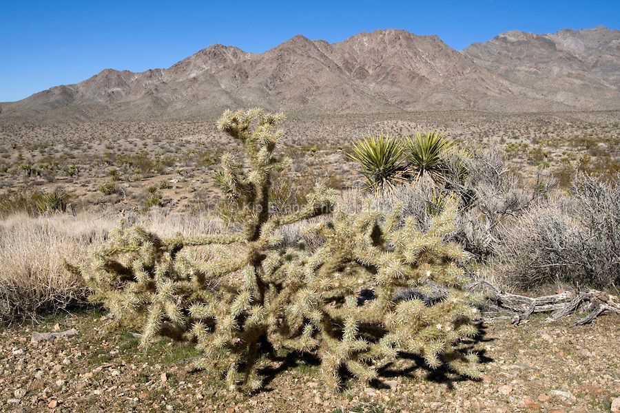 MojaveCactus-O2R5551.jpg