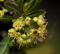 MOLLE+Schinus+longifolia+FotoDarioNiz+%281%29.jpg