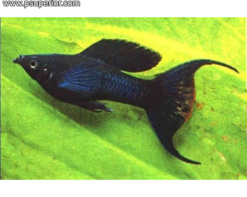MOLLY%20SHENOPS%20NEGRA%20LIRA.jpg