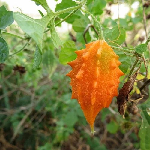 momordica-charantia-500x500.jpg