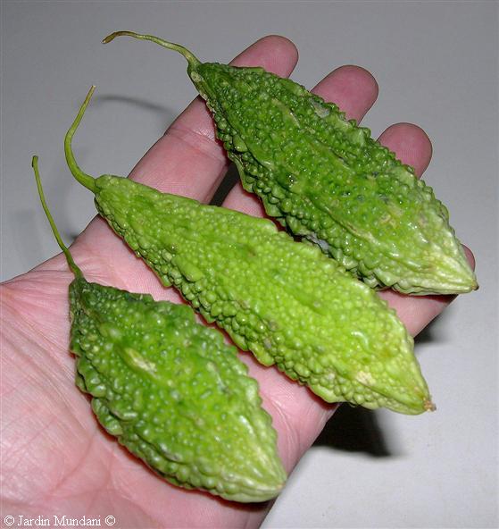 momordica.jpg