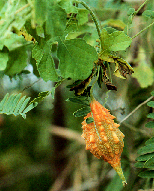 Momordica_charantia_fr.jpg