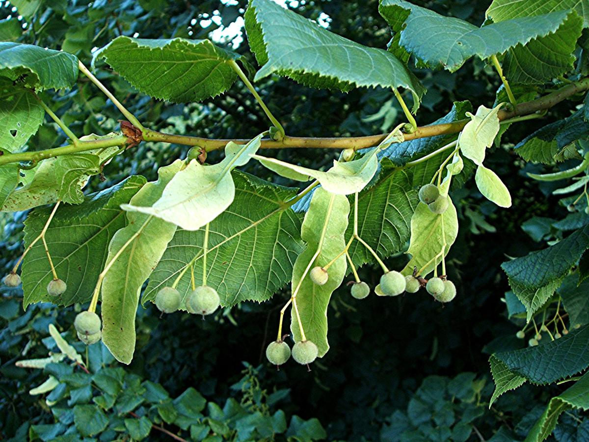 mon%20(Tilia%20x%20europaea),%20Granitethorpe%20Sapcote%20SP%204949%209358%20(taken%206.8.2007),.JPG