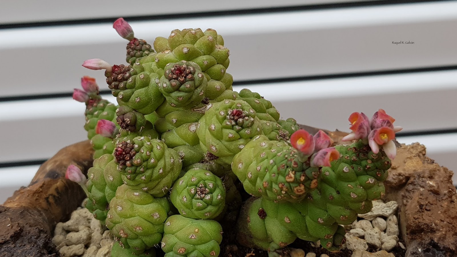 Monadenium%2Bcerca.jpg
