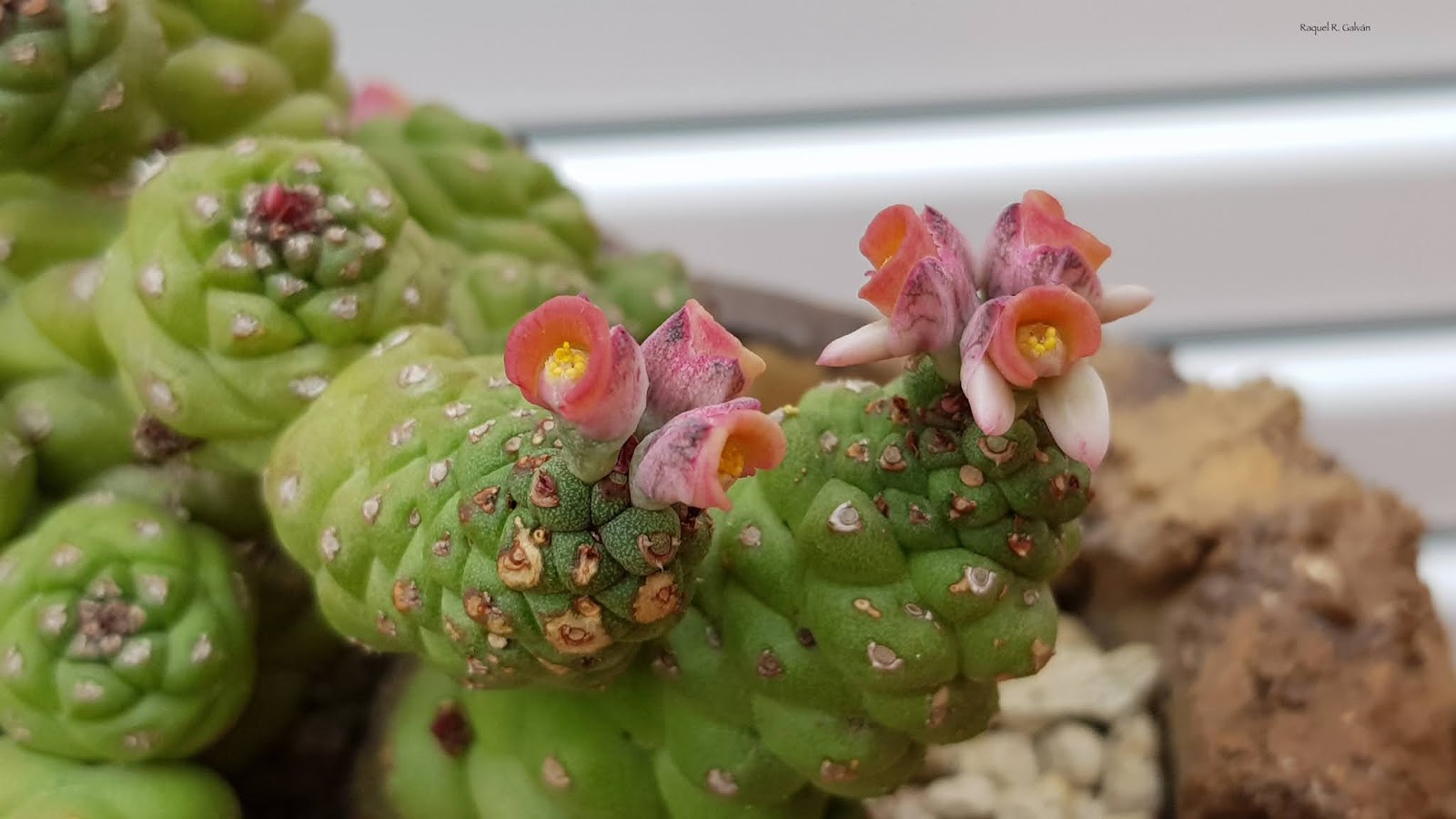 Monadenium%2Bflores%2B2.jpg